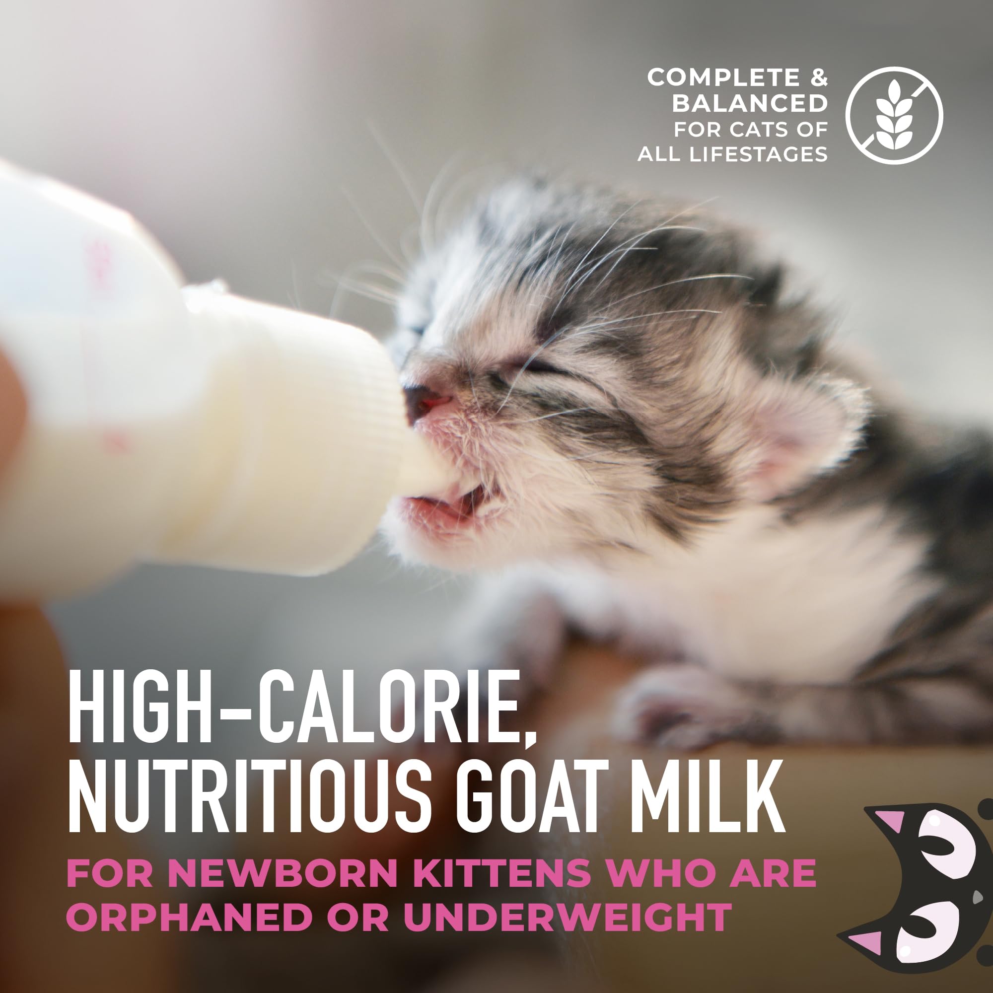 DHA pour le développement cérébral et la vitalité des chatons