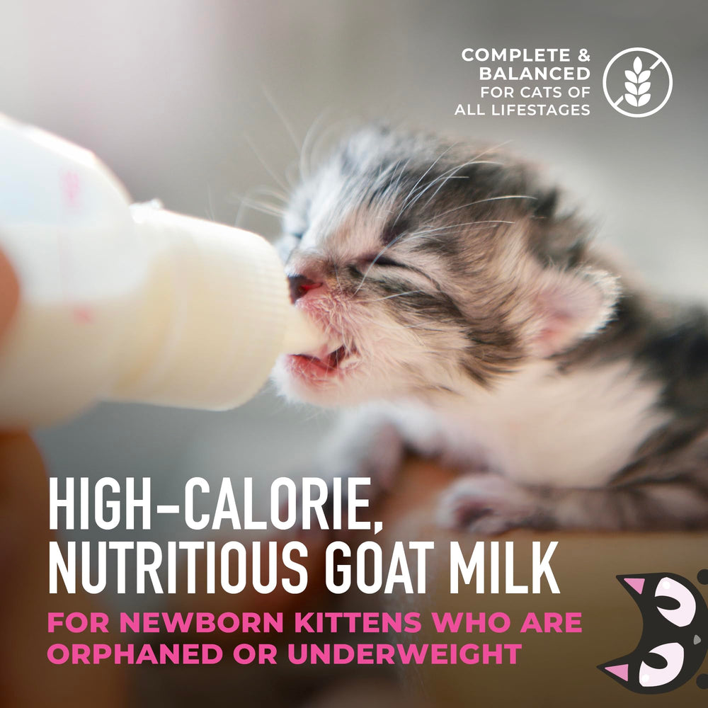 DHA pour le développement cérébral et la vitalité des chatons