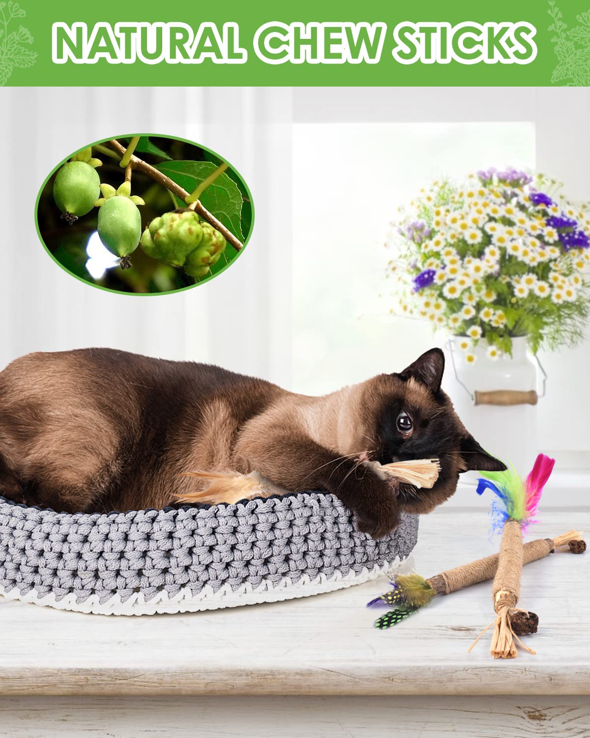 Stimulation d'appétit possible grâce à Silvervine TINDTOP pour chats.