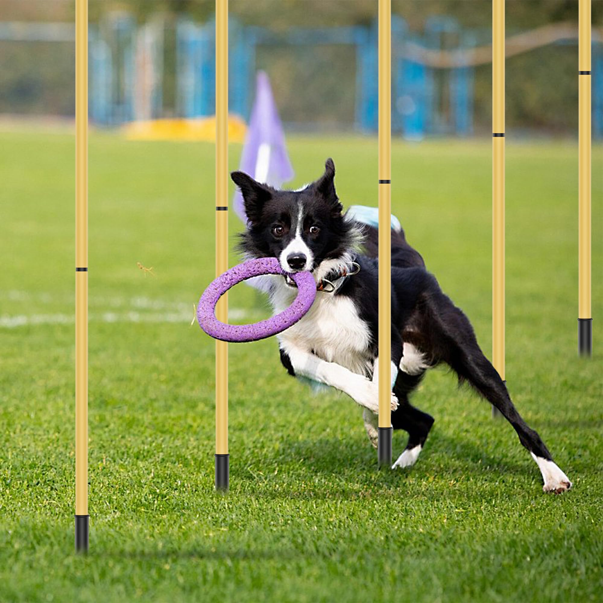 Barres d'agilité à hauteurs ajustables pour chiens de toutes tailles.
