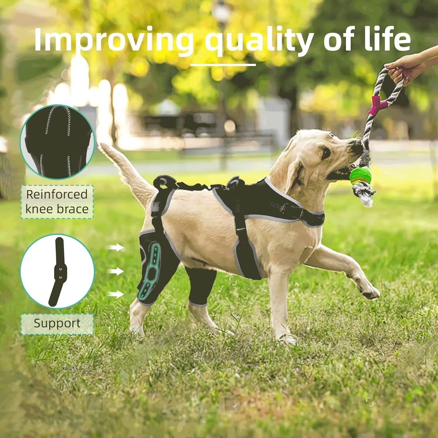 TIPOOP genouillère chien arrière avec pad mousse, confort et stabilité.
