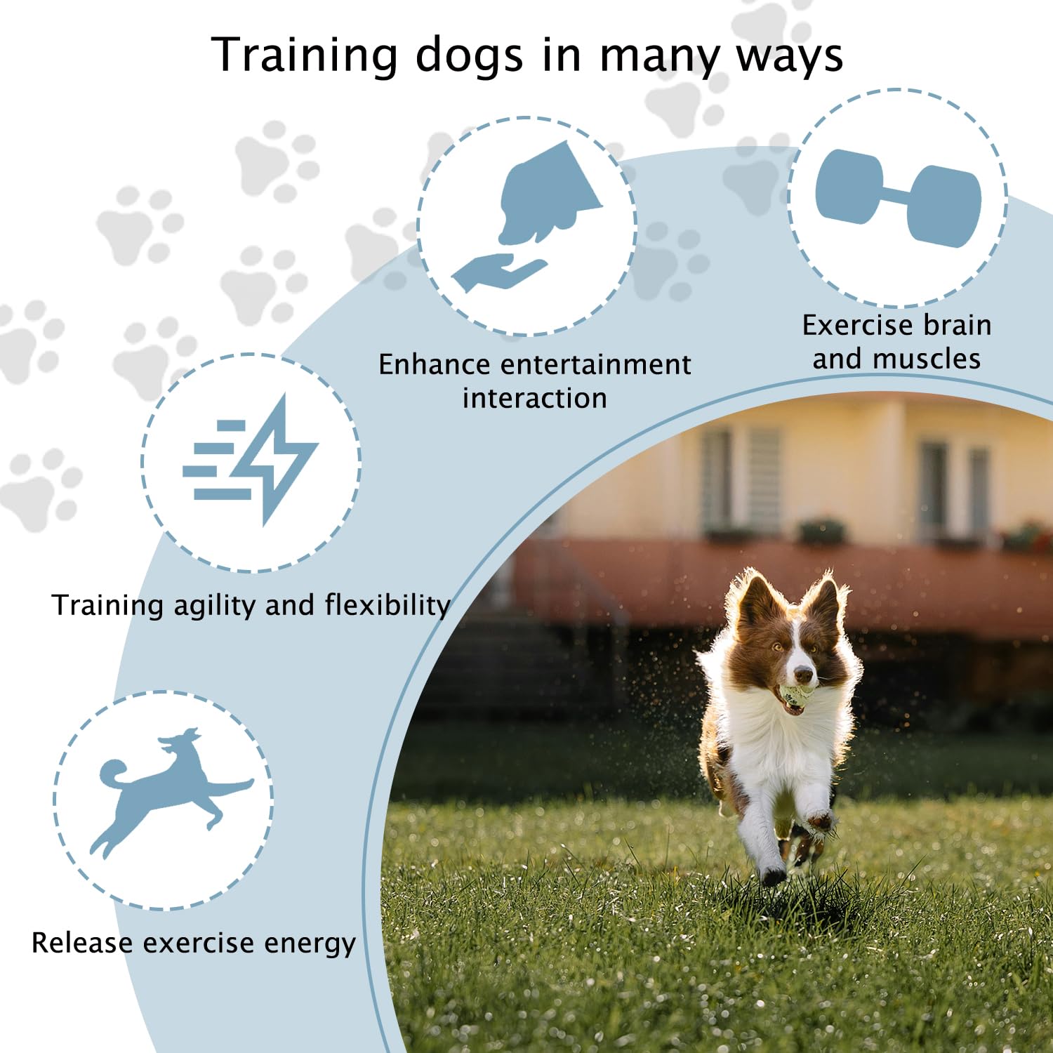 TNZMART montage rapide et fiable pour parcours canin en bleu