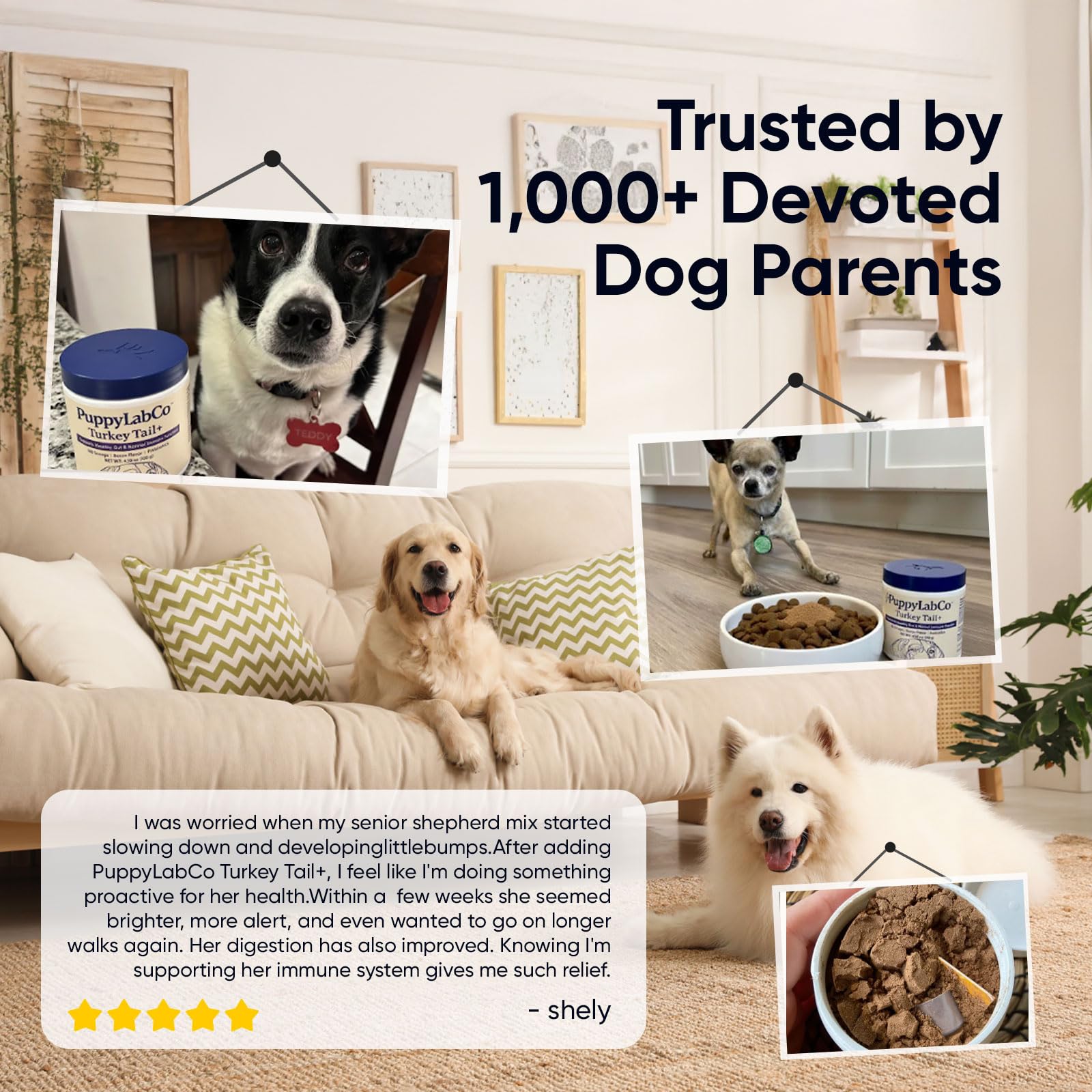 TOGOLIUN Puppylabco probiotiques digestion: soutien digestif potentielle
