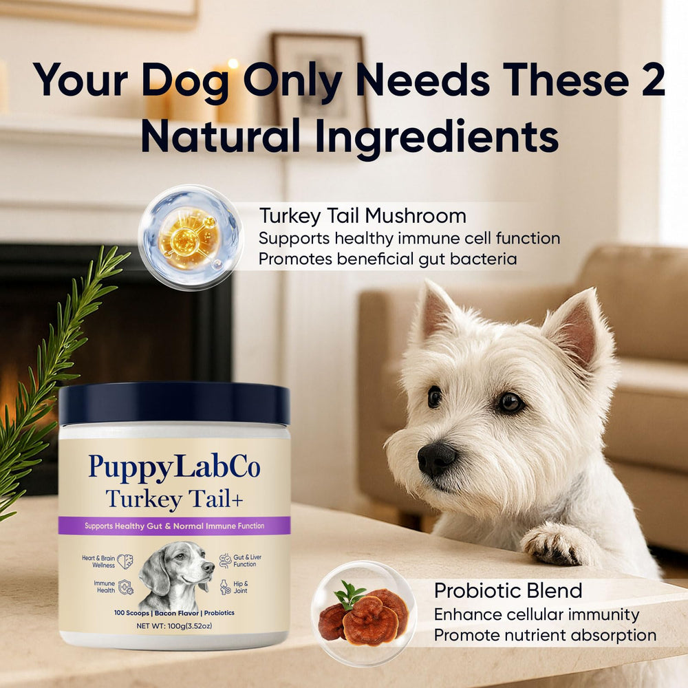 TOGOLIUN Puppylabco tramète-versicolore chien, poudre: administration facile sur repas