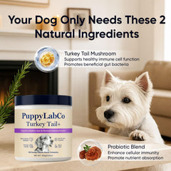 TOGOLIUN Puppylabco tramète-versicolore chien, poudre: administration facile sur repas