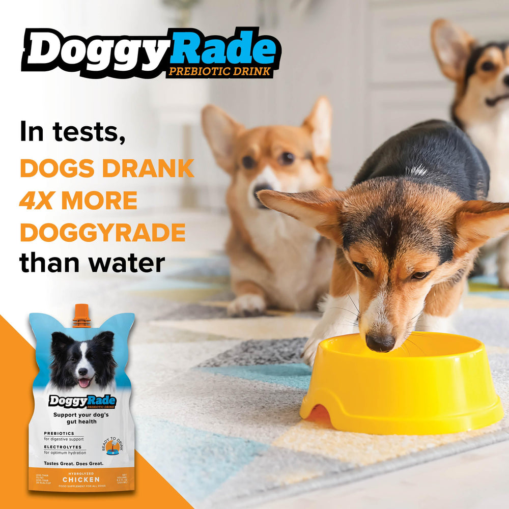 Chien en extérieur buvant DoggyRade, hydratation pratique en plein air.