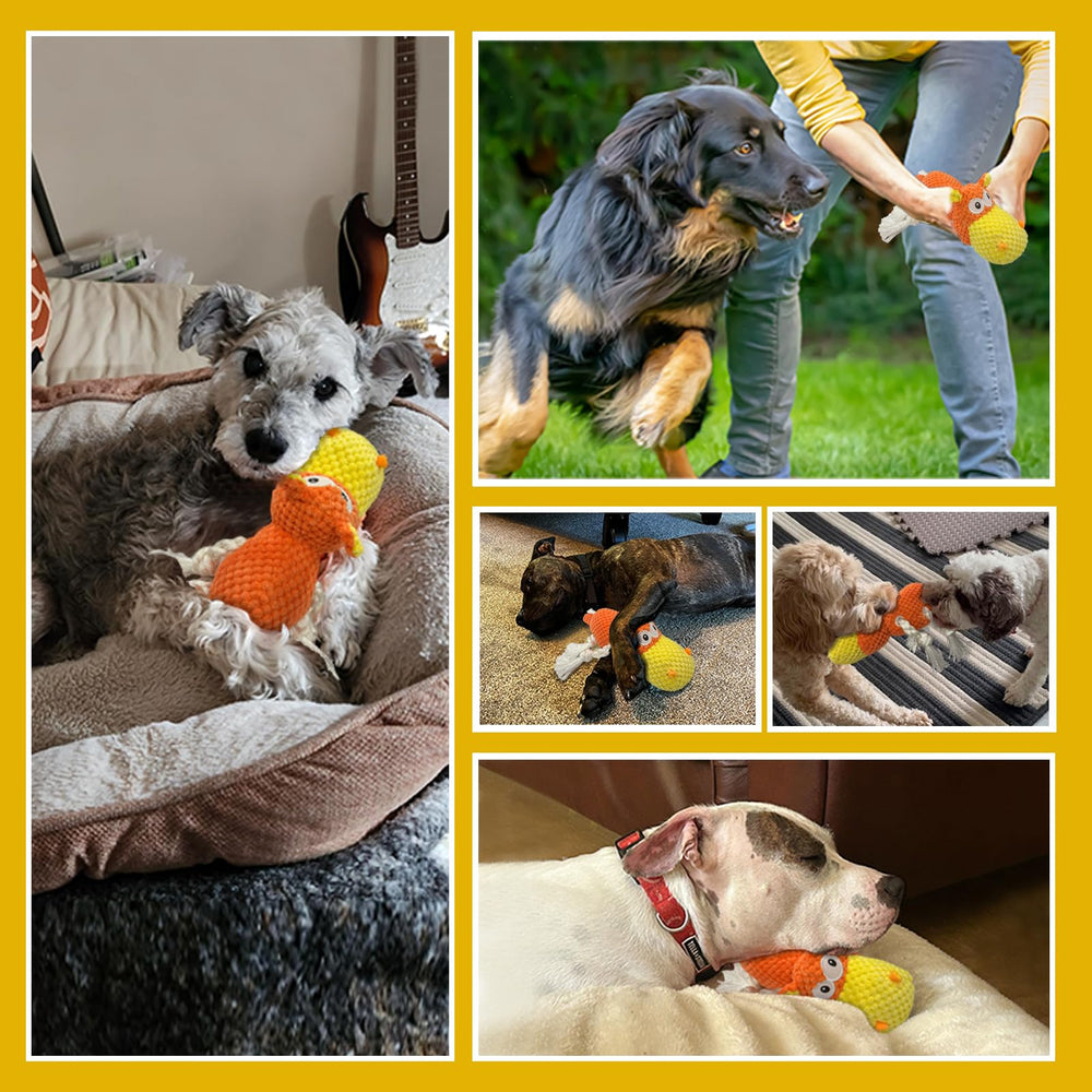 TOOPTATE jouet chien utilisation à domicile.
