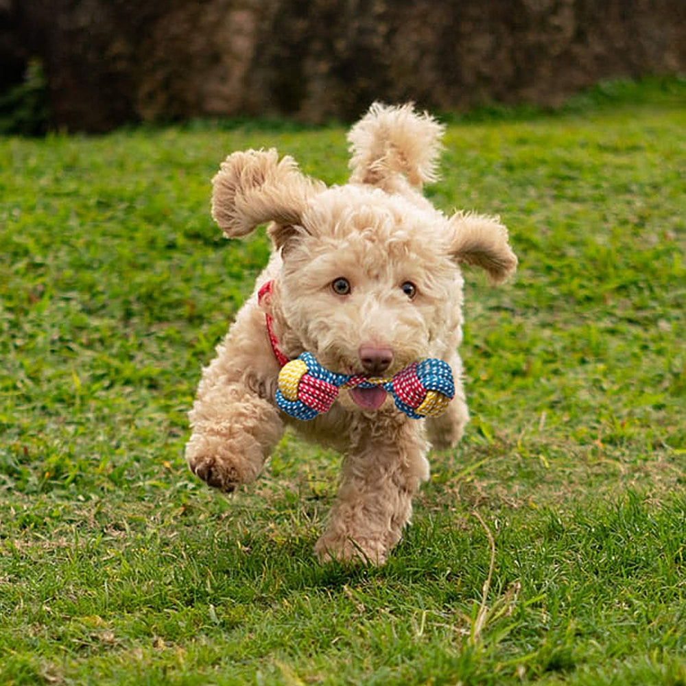 Toozey jeux interactifs petits chiens: enrichissent les sessions de jeu et l'exercice