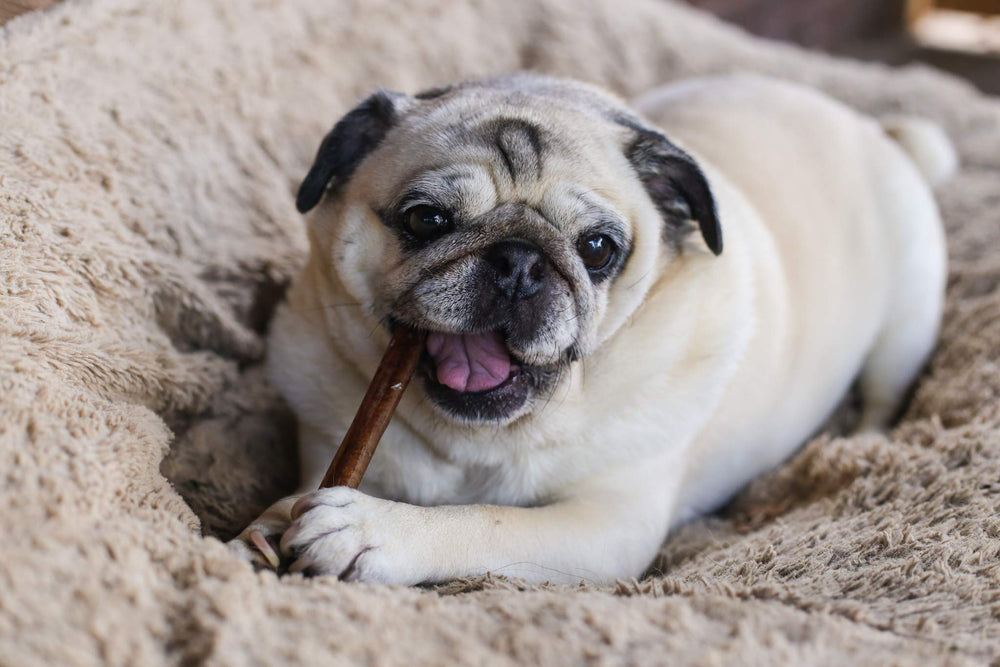 Top Dog Chews Fabrication américaine, contrôle qualité