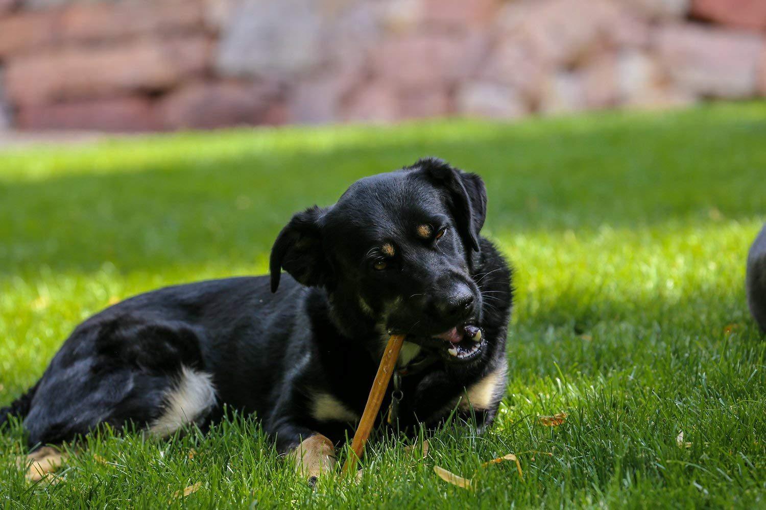 Lot 25 bâtonnets Top Dog Chews inspectés à la main.