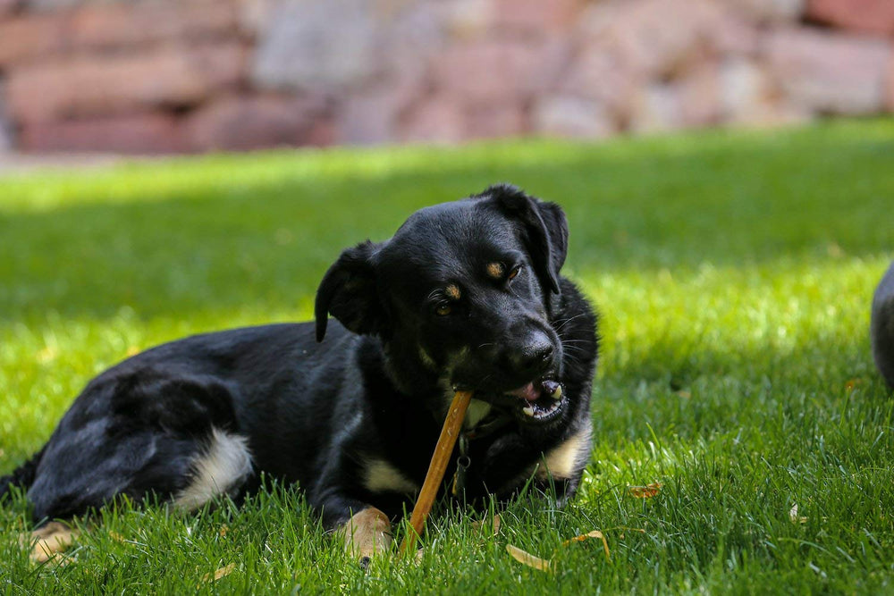 Lot 25 bâtonnets Top Dog Chews inspectés à la main.
