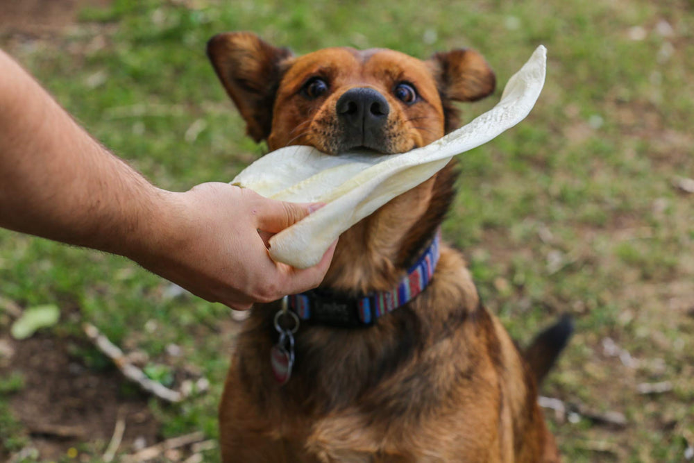 Top Dog Chews oreilles boeuf fabriqué aux États-Unis, qualité et traçabilité.