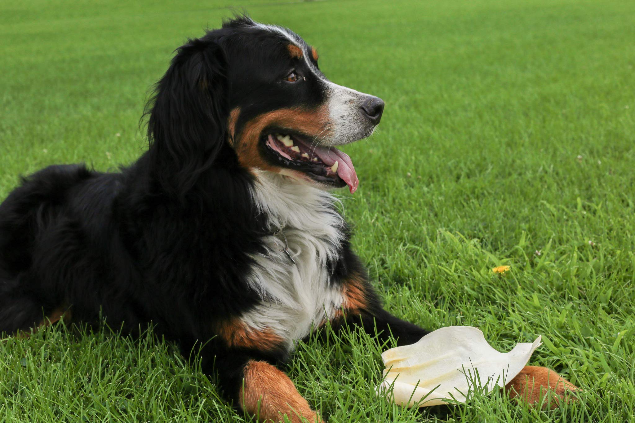Top Dog Chews oreilles boeuf riches en protéines pour l’énergie du chien.