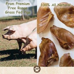 Top Dog Chews oreilles porc, texture épaisse pour mâcher durablement.