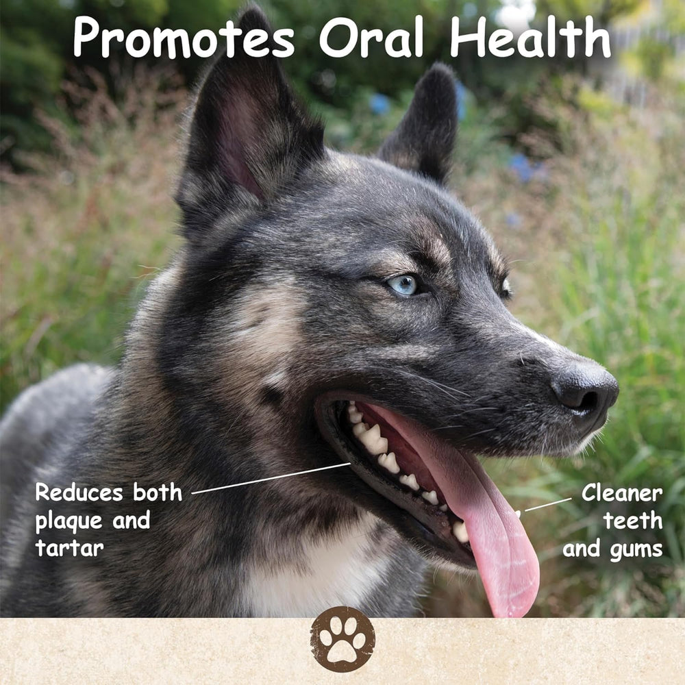 Top Dog Chews oreilles de vache epaises chien en train de mastiquer heureux.