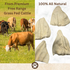 Top Dog Chews oreilles de vache epaises tranches grosses, texture robuste.