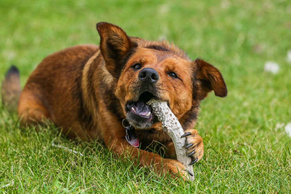 Top Dog Chews – origine USA, ramures naturelles