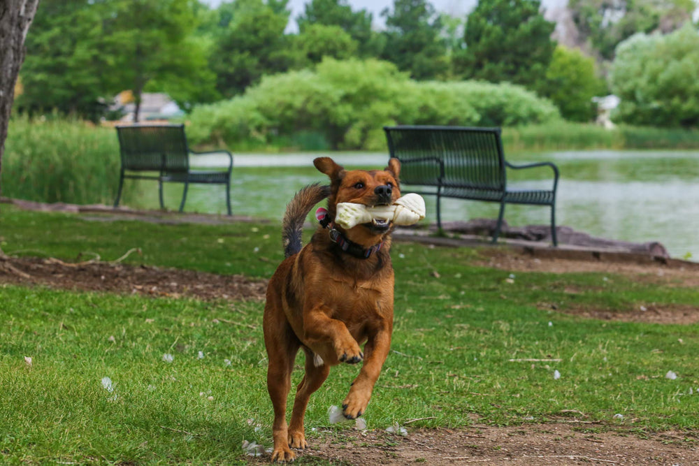 Top Dog Chews: os de boeuf naturel, protéine riche et nutritif.