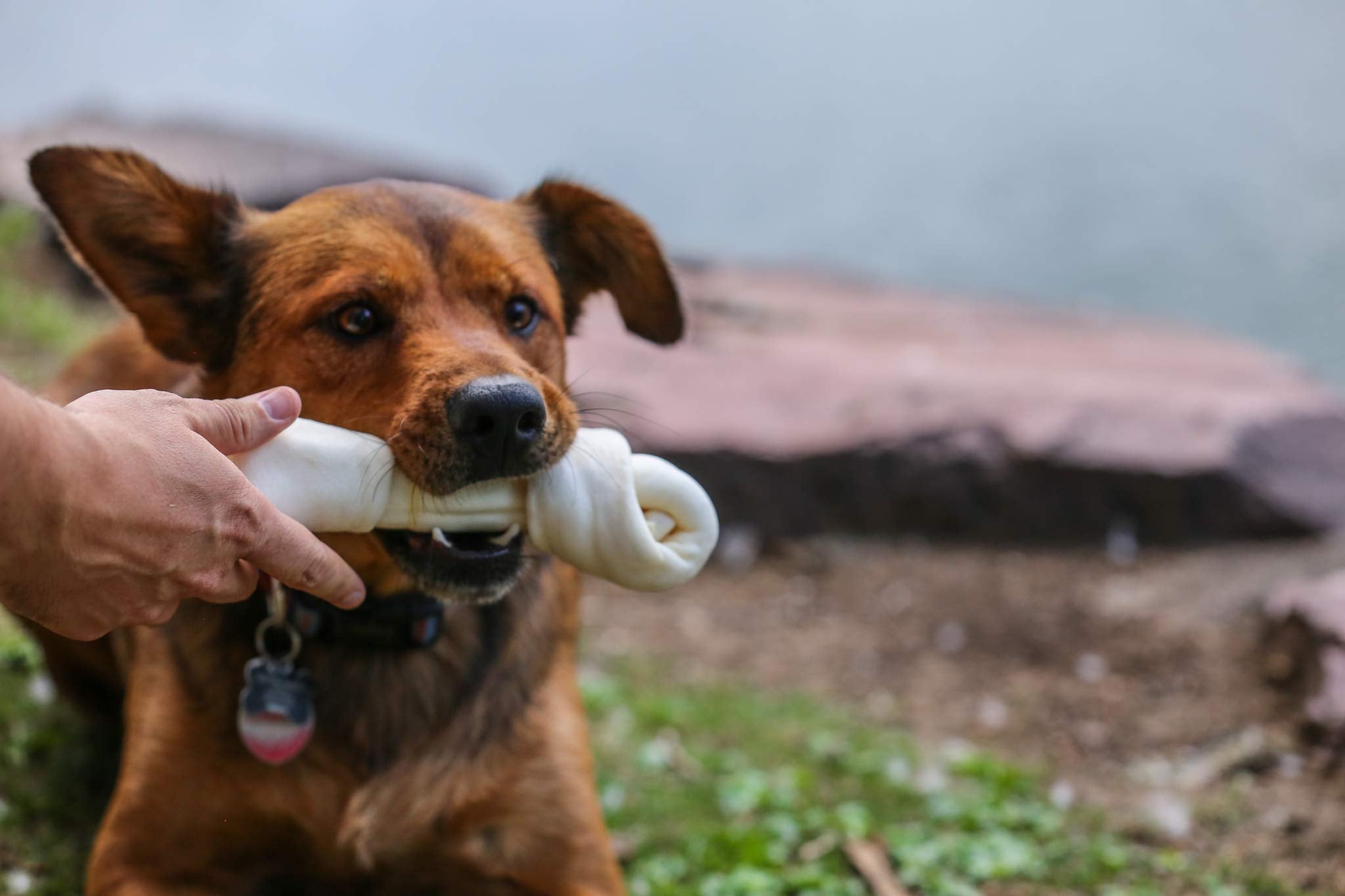 Top Dog Chews illustre des sessions de mastication aidant à réduire le stress potentiel.