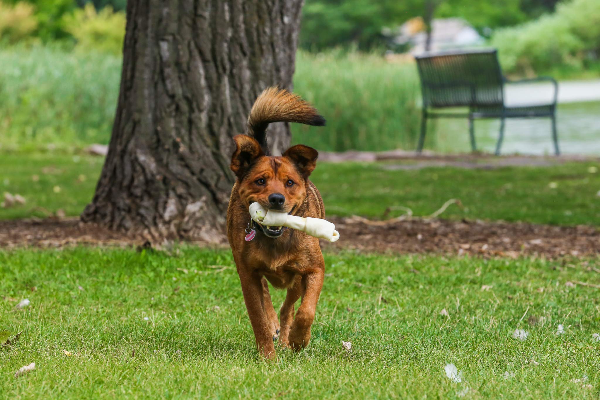 Top Dog Chews confirme des options adaptées à toutes les tailles de chiens.
