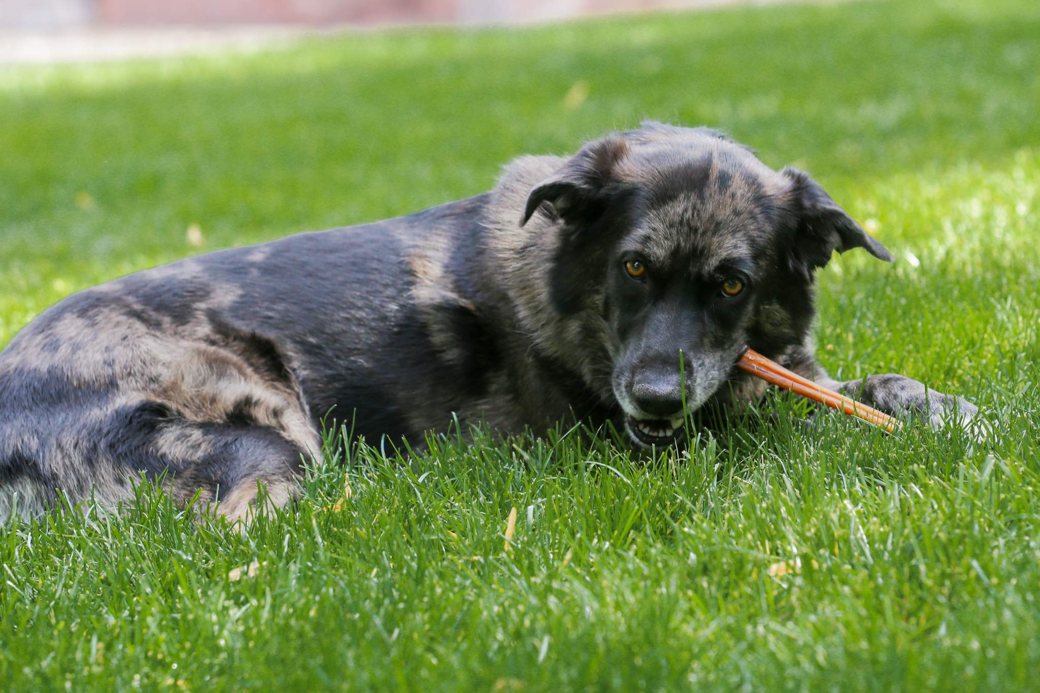 Qualité et sécurité garanties par Top Dog Chews et équipe.