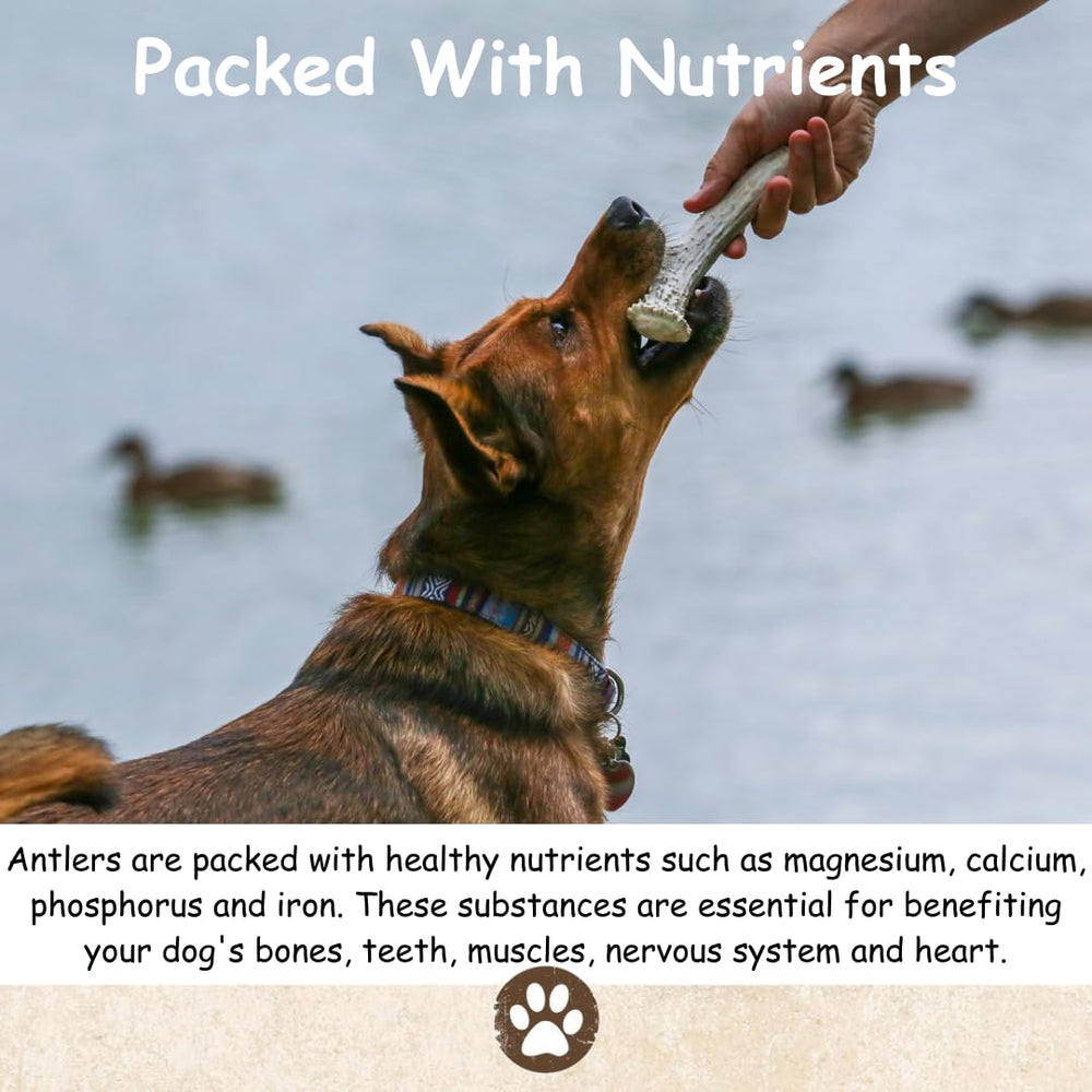 Top Dog Chews ramure-orignal-tranche-premium, bouchée premium pour sessions prolongées.