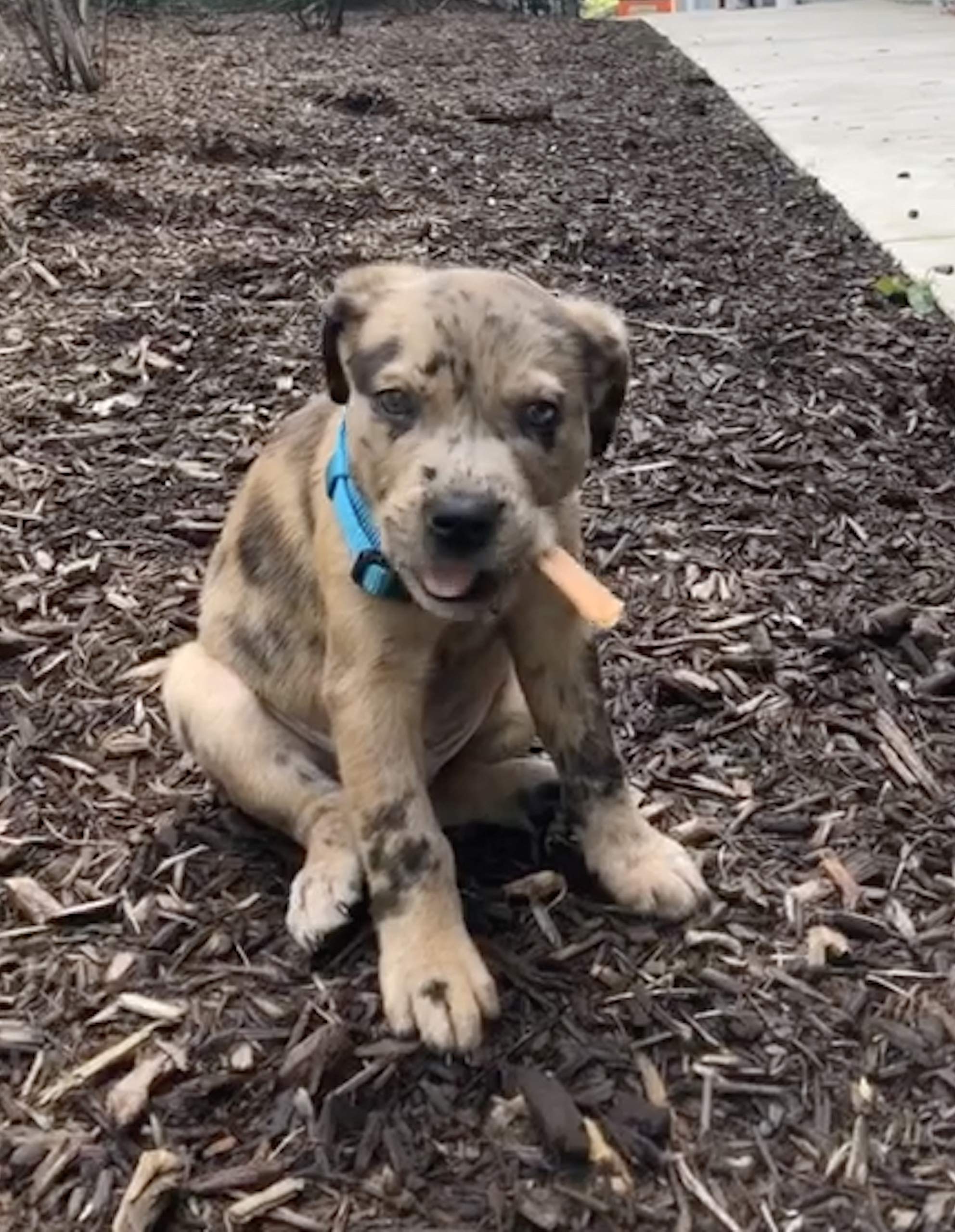 Top Dog Chews Tendons Dinde Arôme Naturel : goût naturel qui plaît aux chiens.
