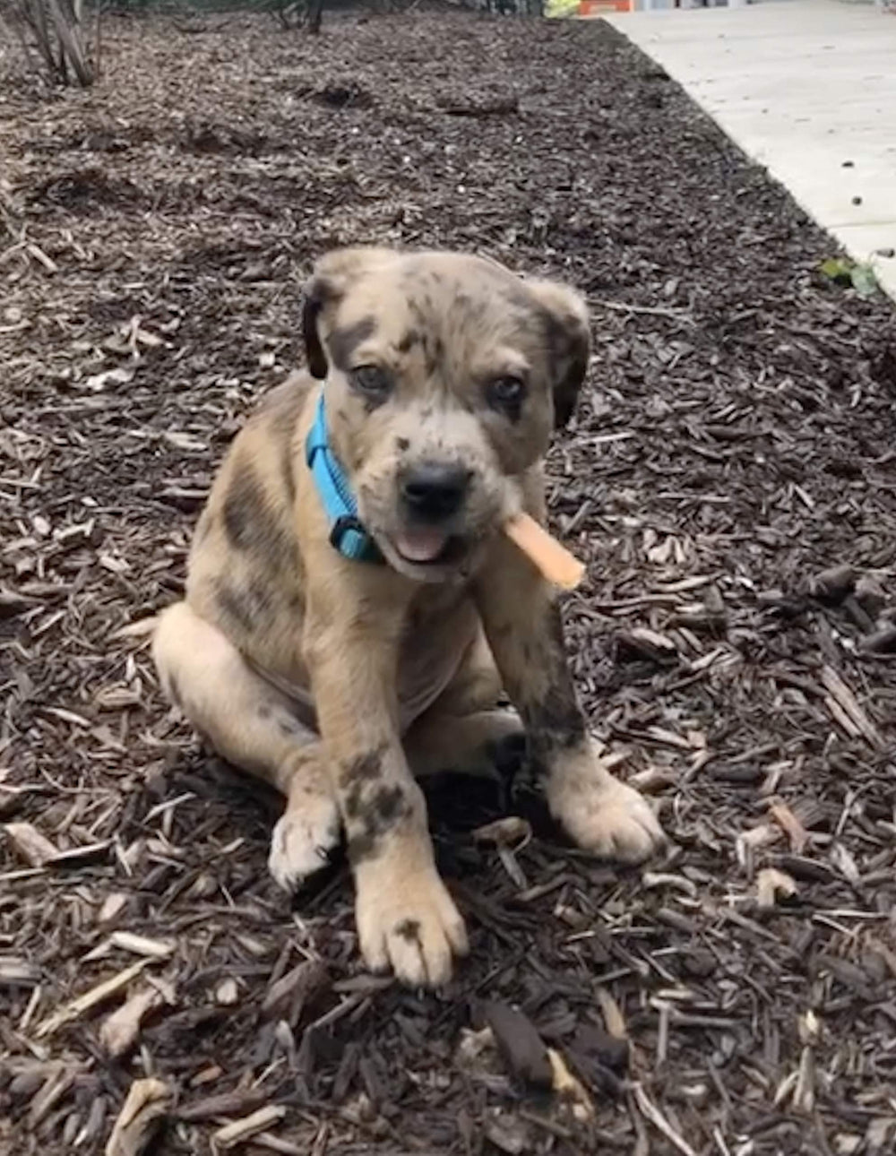 Top Dog Chews Tendons Dinde Arôme Naturel : goût naturel qui plaît aux chiens.