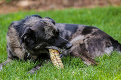 Top Dog Chews trachée de boeuf 12 pouces: texture naturelle et longue duration