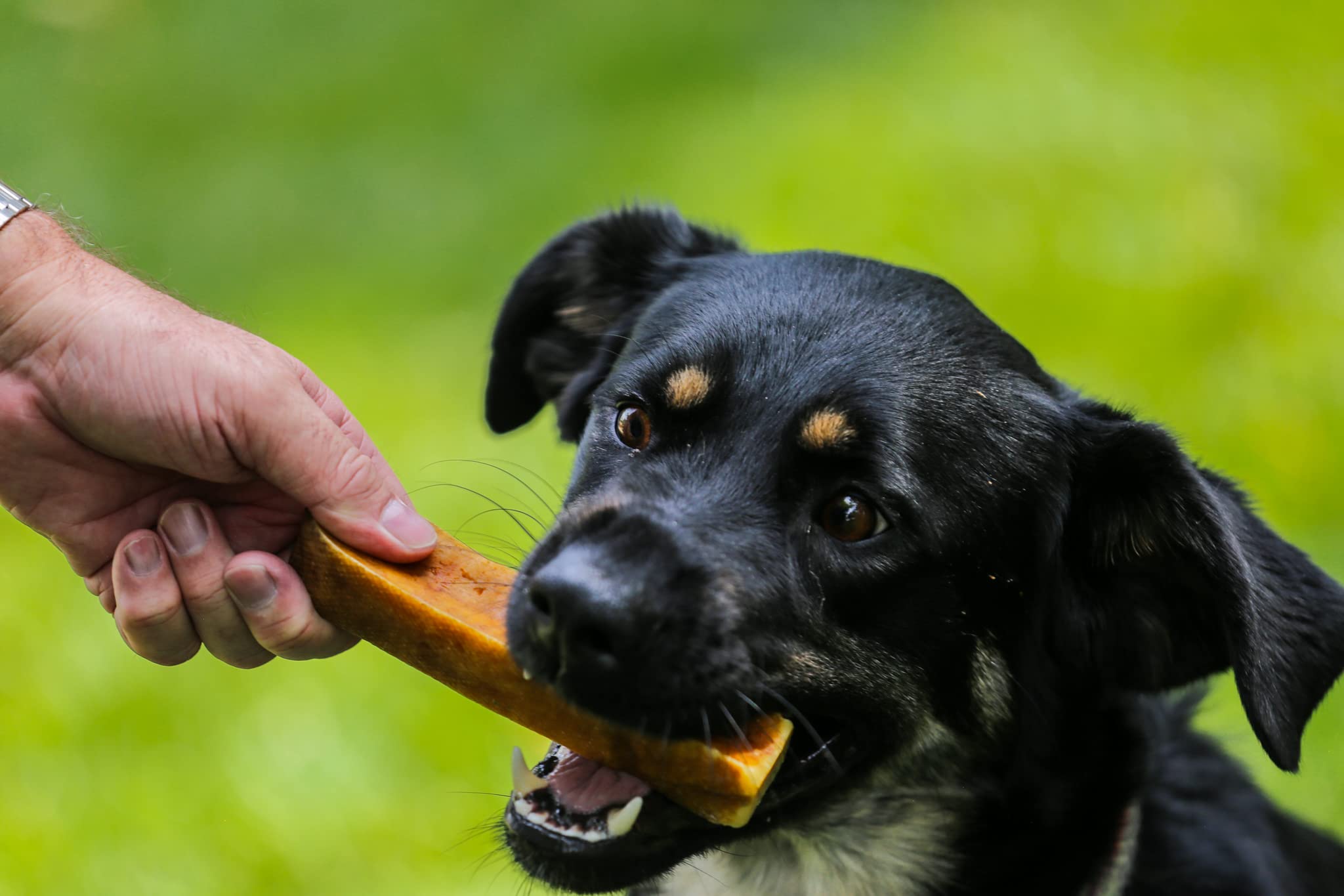 Top Dog Chews Himalayan Yak Cheese, ingrédients naturels et saveurs authentiques.