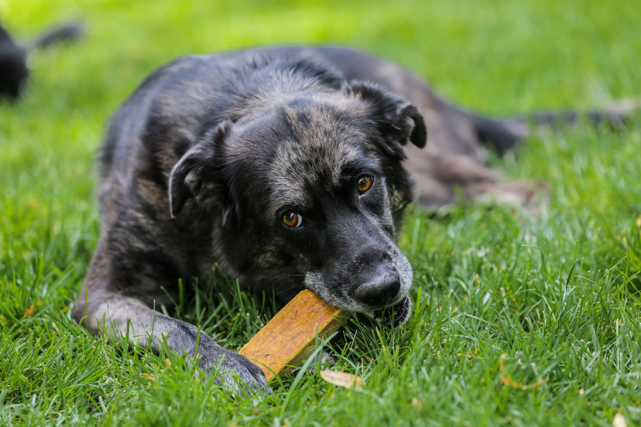 Top Dog Chews Himalayan Yak Cheese, sans additifs et ingrédients simples.