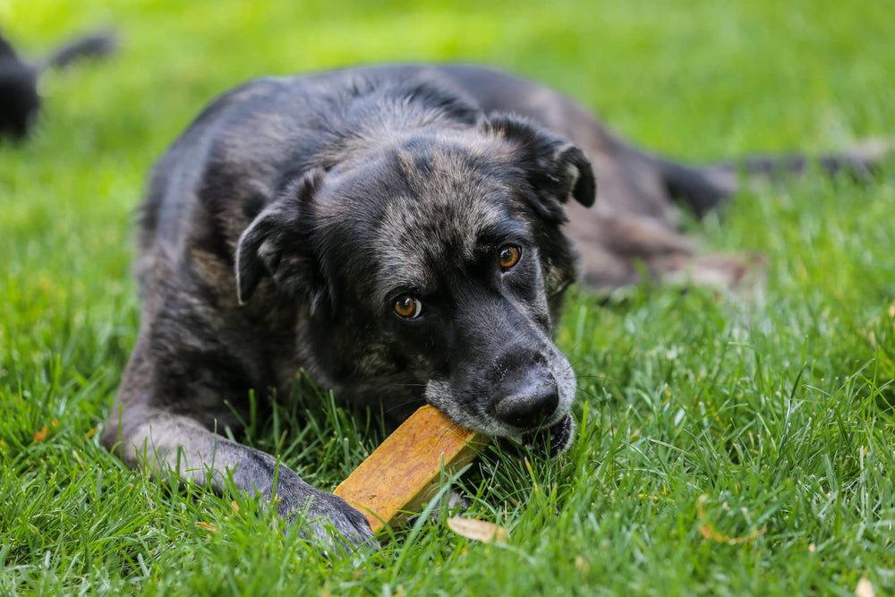 Top Dog Chews Himalayan Yak Cheese, sans additifs et ingrédients simples.