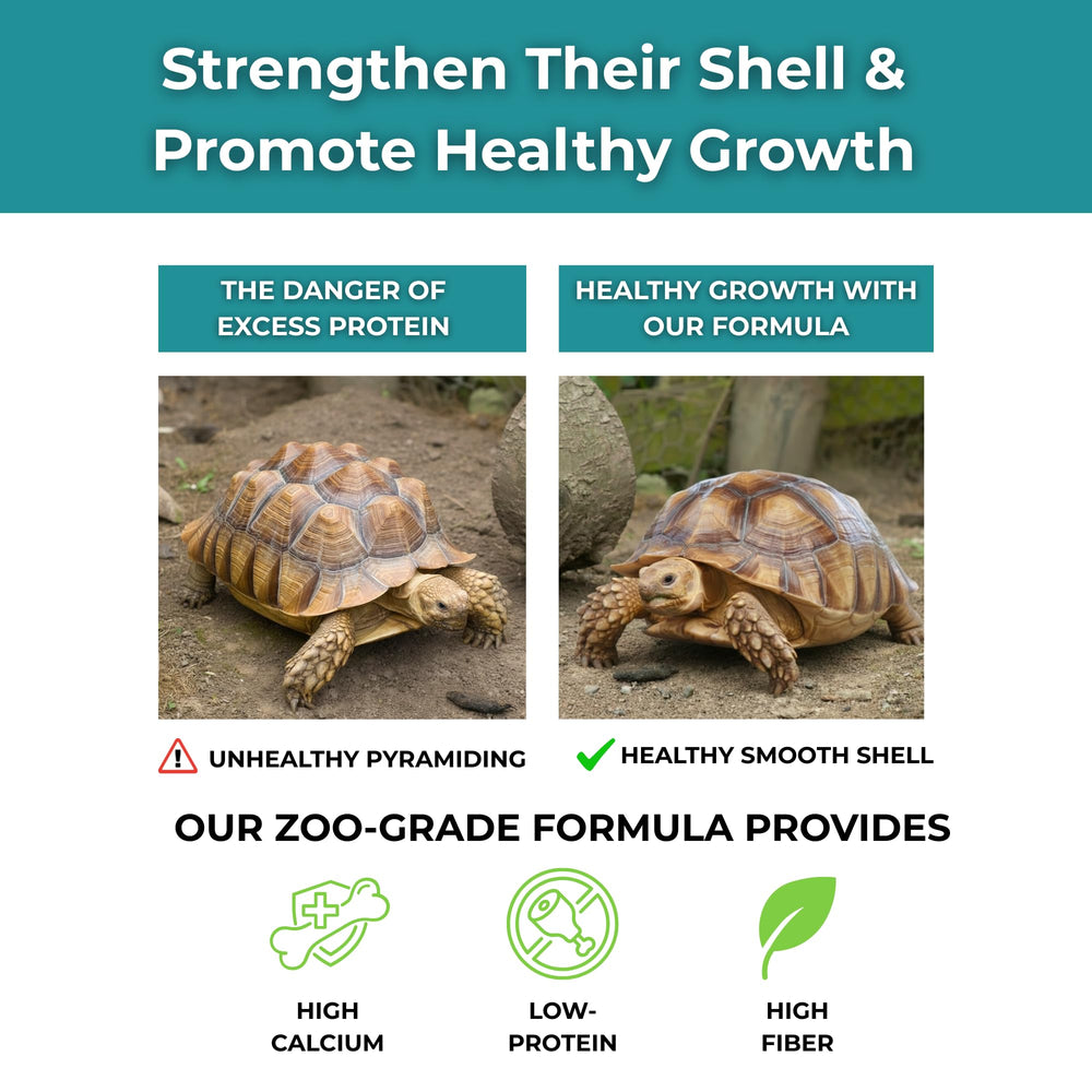 Tortoise Resource Center – diète scientifique avec probiotiques et suivi de croissance Sulcata.