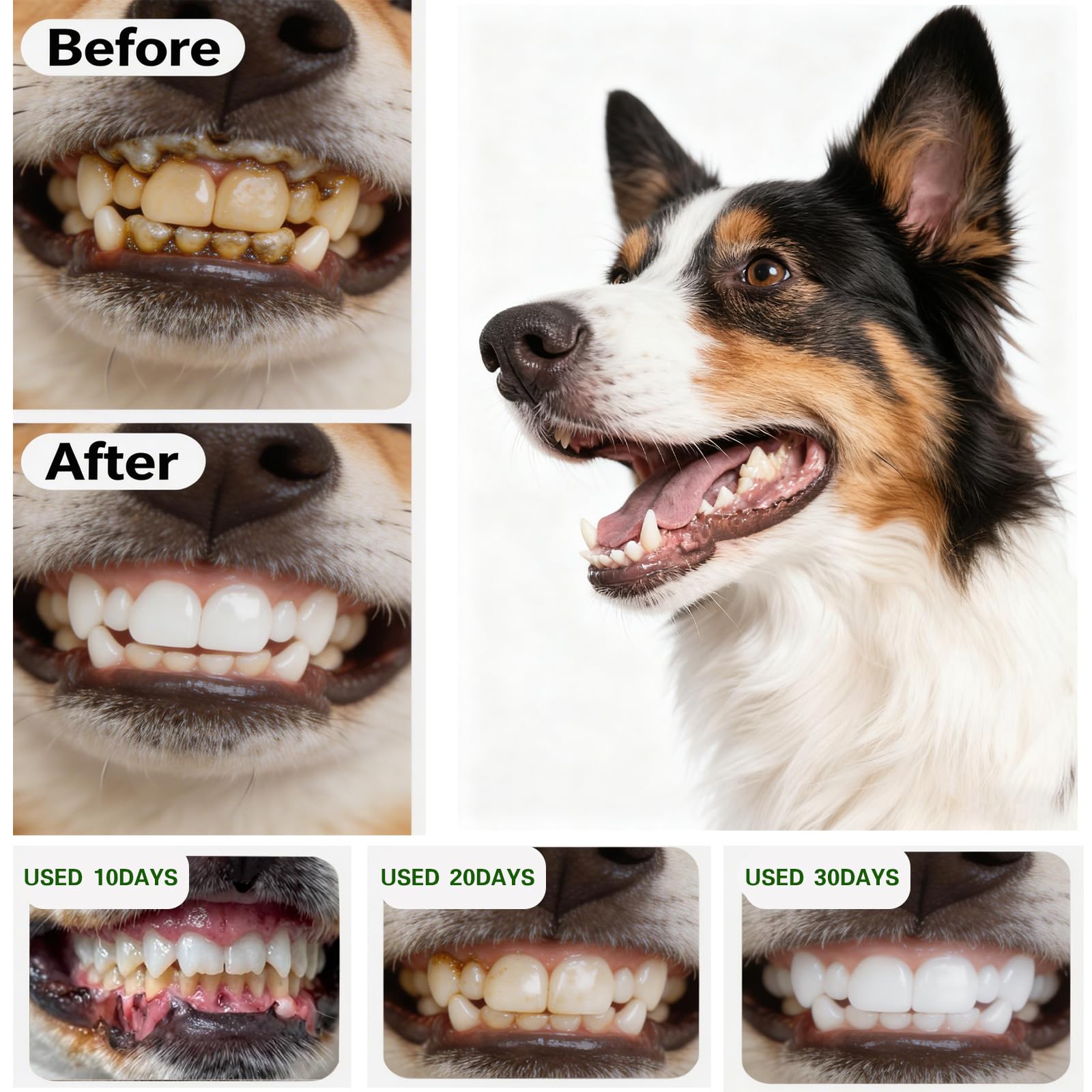Tovaginsh DogBiotics – poudre enrichie de thé vert et probiotiques; haleine fraîche.