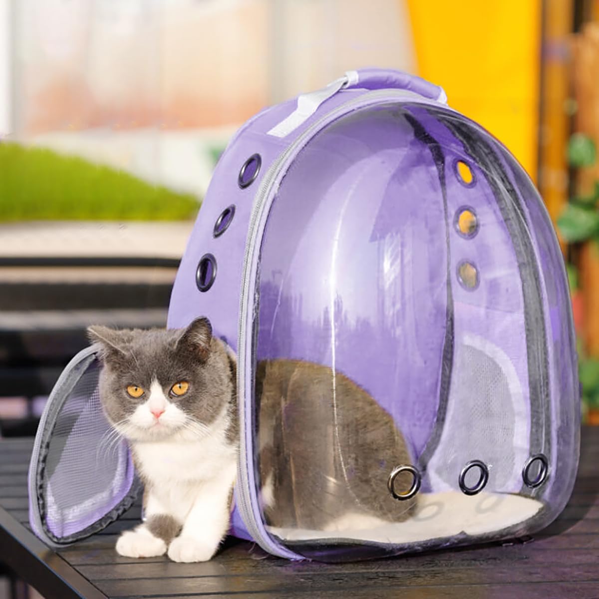 TOYSINTHEBOX approuve-avion convient aux voyages en avion pour animaux