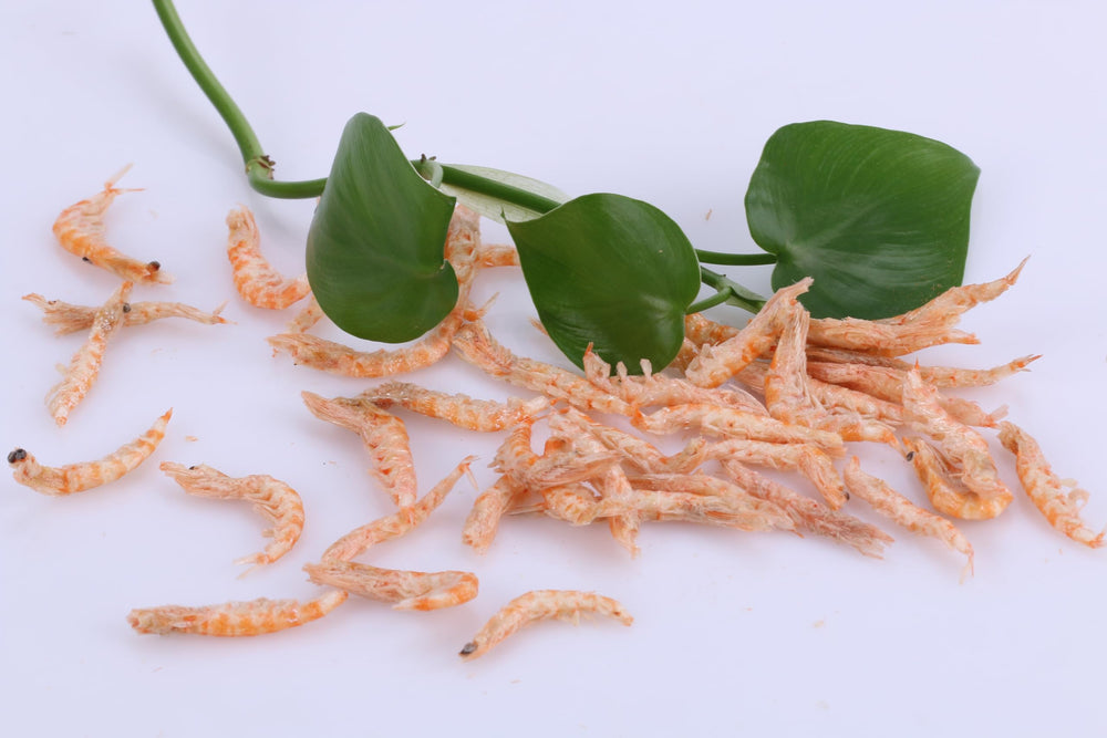 Toyuto Krill-Crevettes lyophilisés, soutien pratique pour nourrir tortues et cichlides