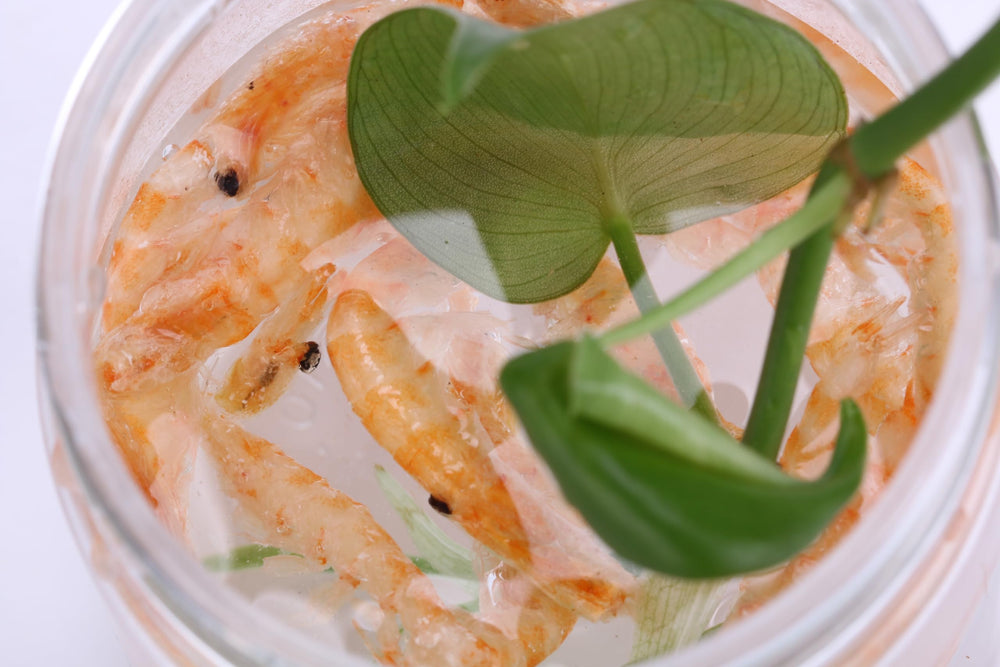 Toyuto Krill-Crevettes lyophilisés, facilité de stockage et conservation des nutriments