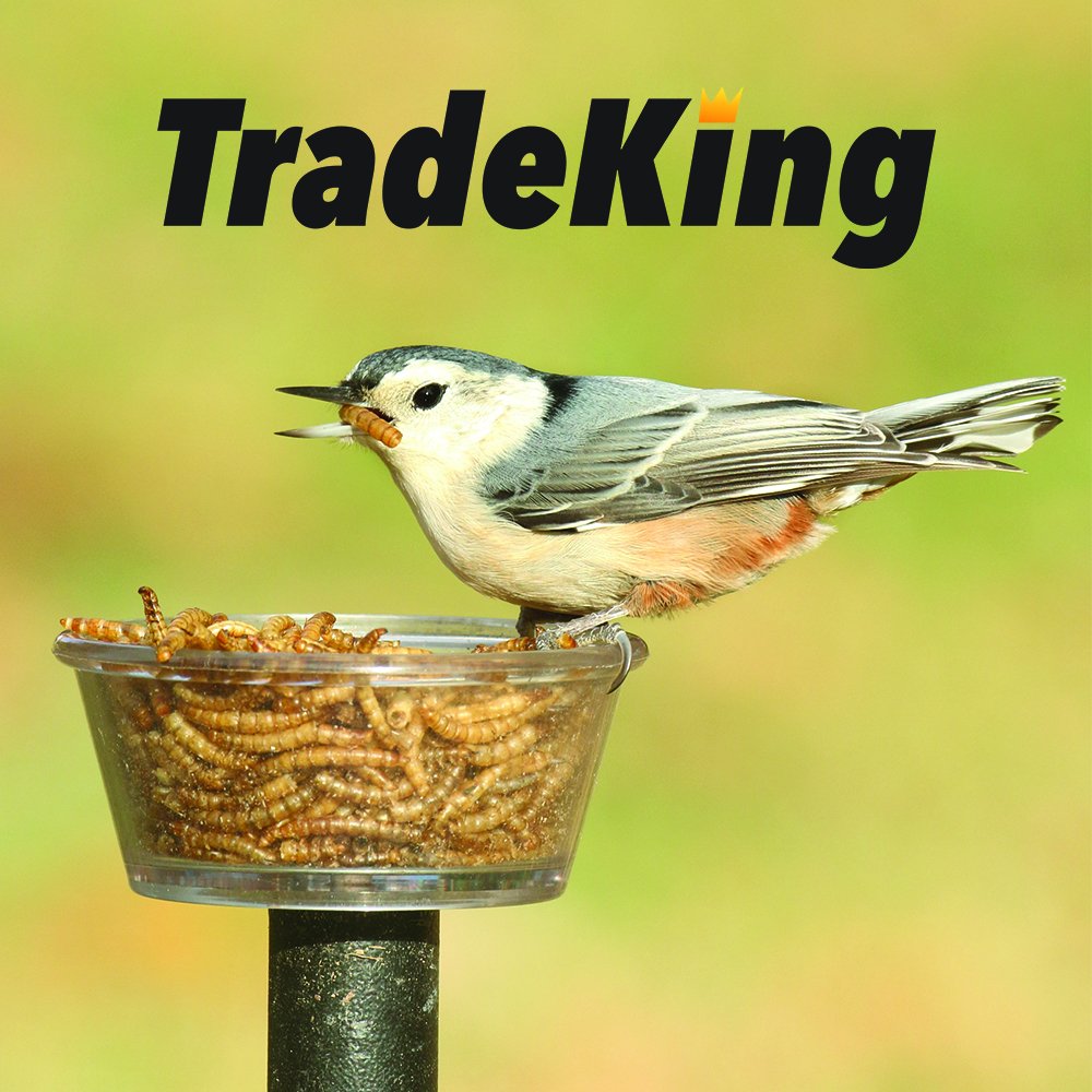 Vers de farine TradeKing utilisés comme nourriture pour oiseaux sauvages