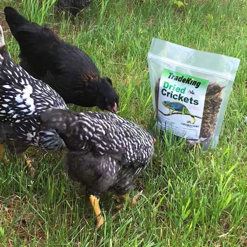 TradeKing criquets séchés – alimentation dragons barbus prête à nourrir.