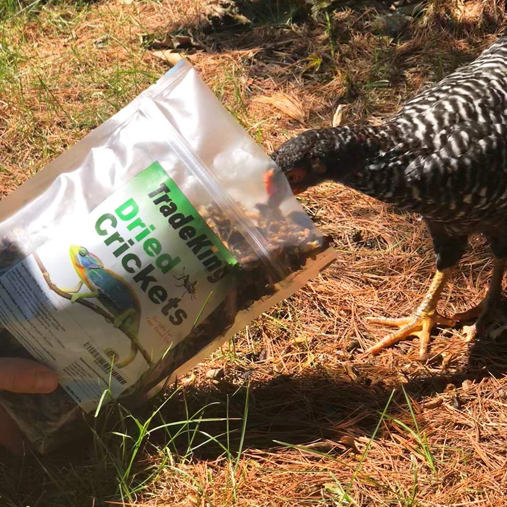TradeKing criquets séchés – nourriture pour poulets, source rapide de protéines.