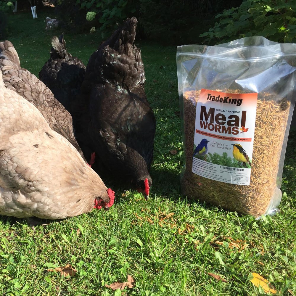 TradeKing vers de farine élevée en protéines pour animaux