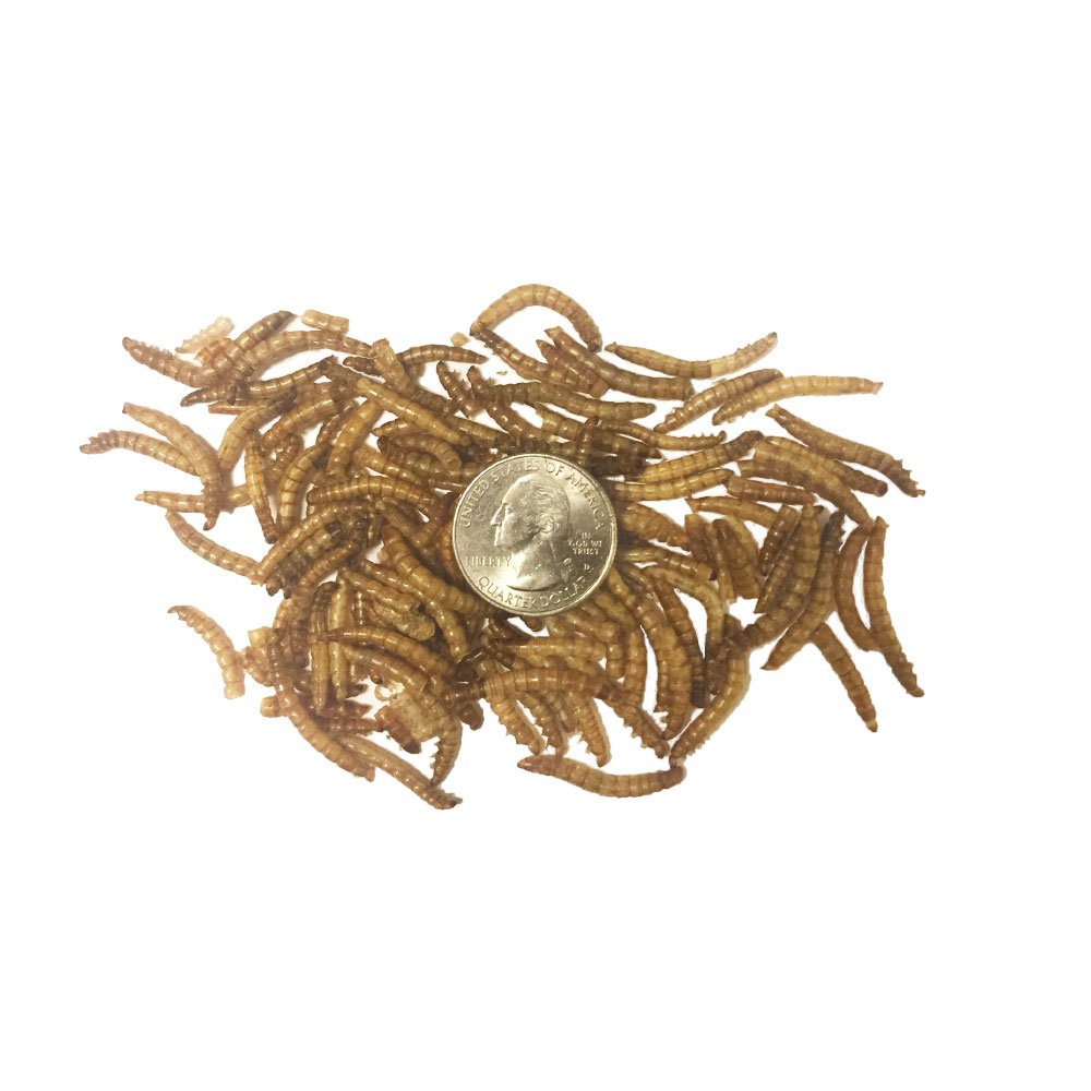TradeKing vers de farine séchés, solution pratique sans réfrigération