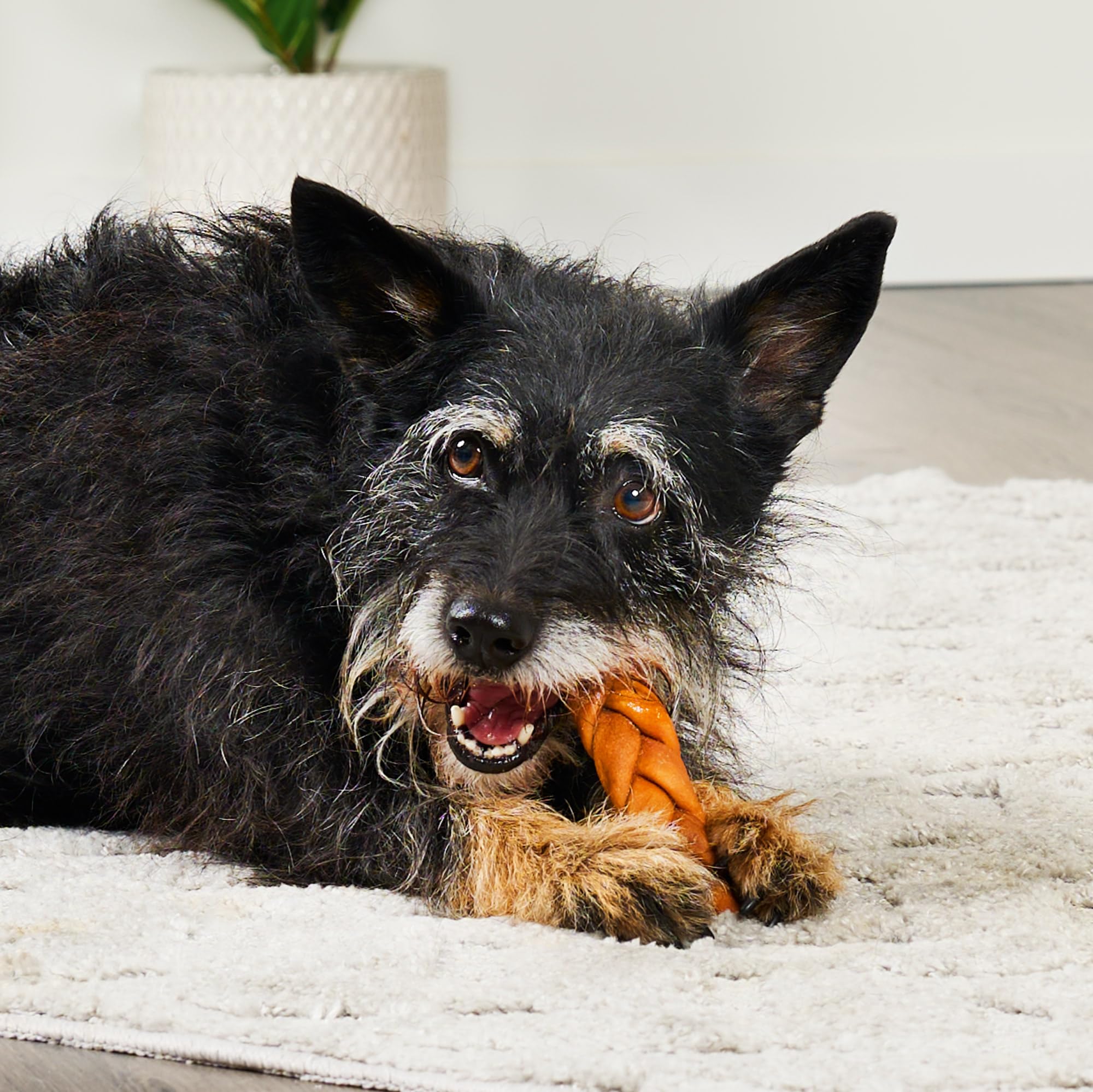 Treatly emballage frais et pratique pour récompenser votre chien.