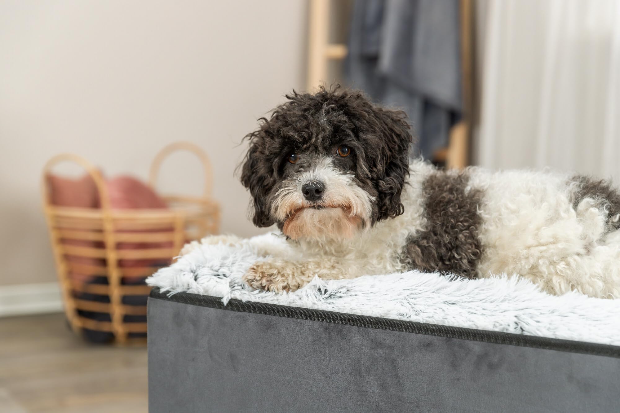 TRIXIE Harvey Cave — matelas rembourré lavable en machine pour un entretien simple.