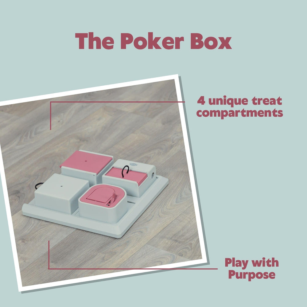 TRIXIE Poker Box initiation douce pour chaton curieux.