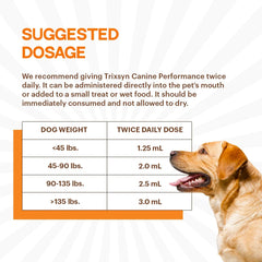 Chien actif utilisant TRIXSYN Performance pour rester mobile.