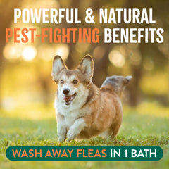 Shampoing TropiClean pour chien – utilisation sûre autour des animaux et des enfants.