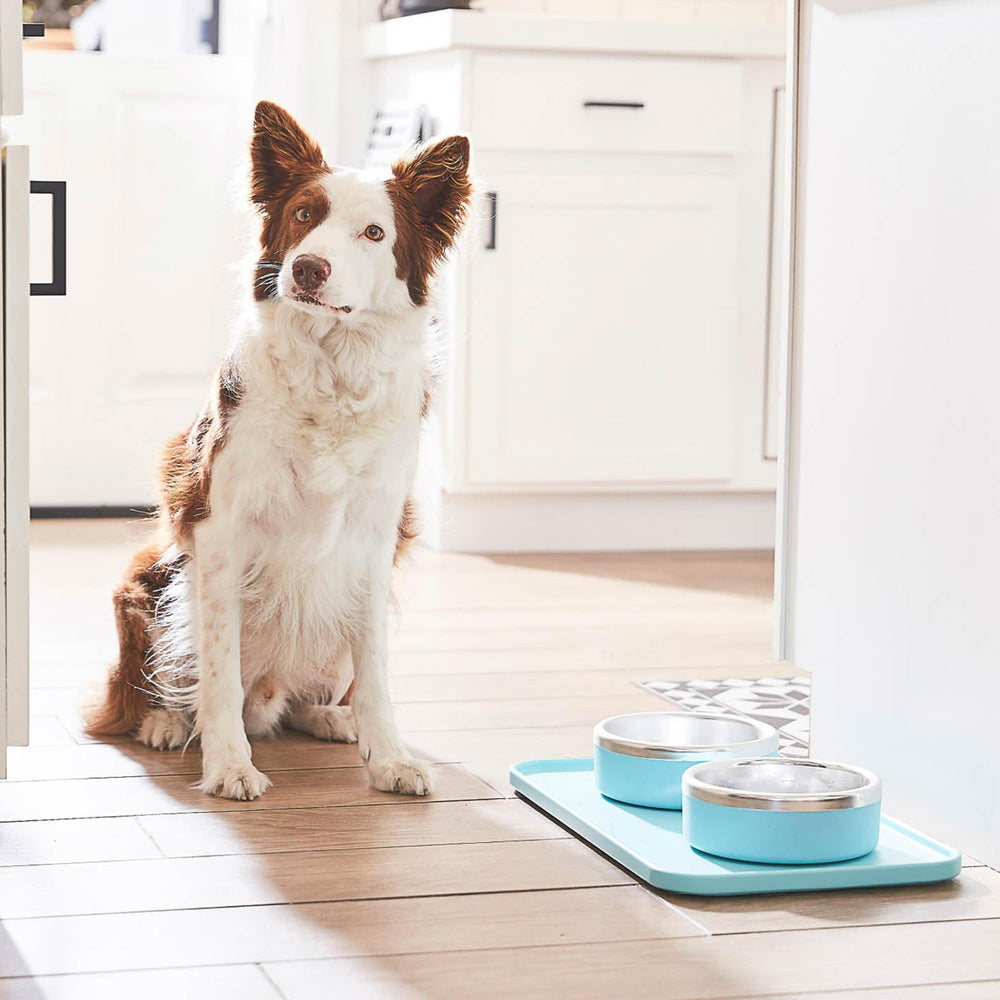 Bol en inox Trot anti-rouille, durabilité et sécurité lors des repas.