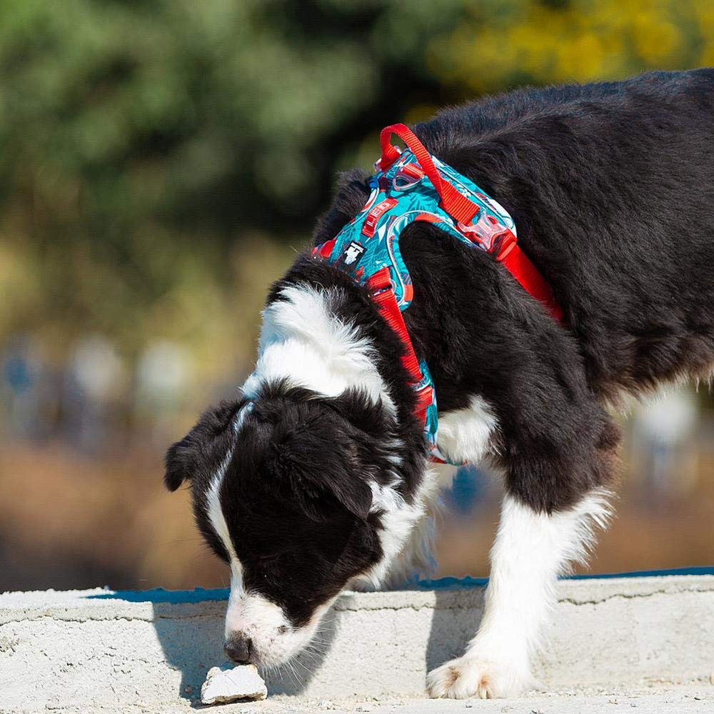 Rembourrage doux au torse et ventre pour le confort du chien.