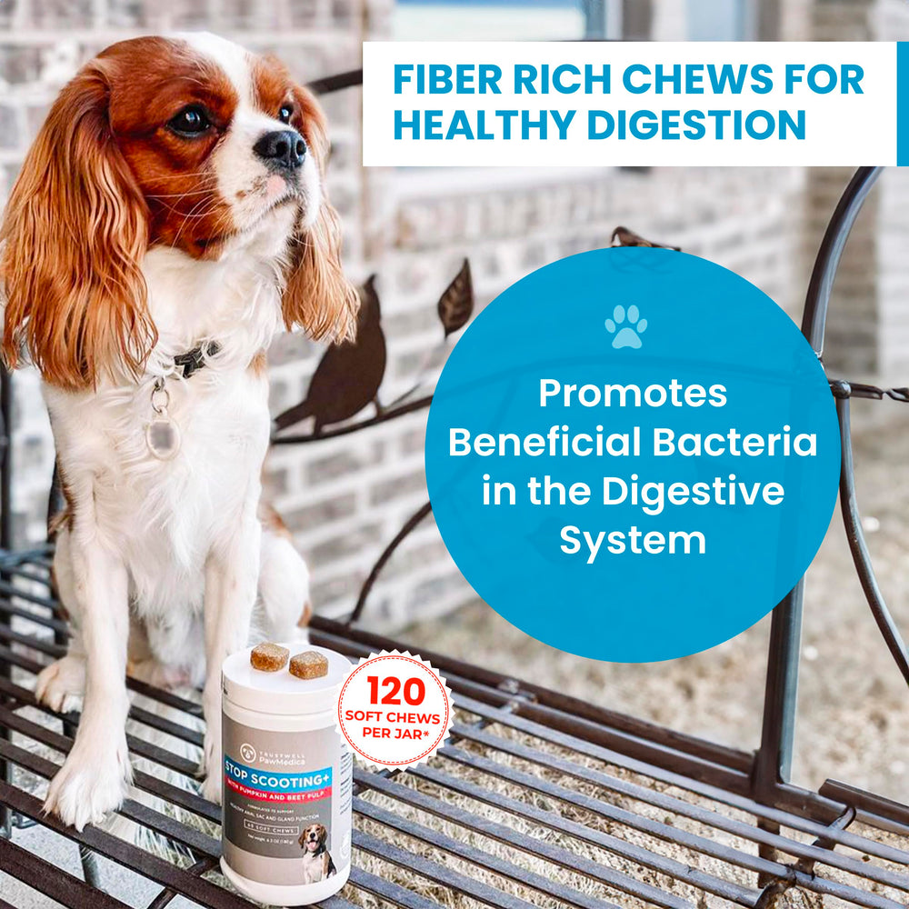 Chien en train de manger les friandises PawMedica savoureuses.